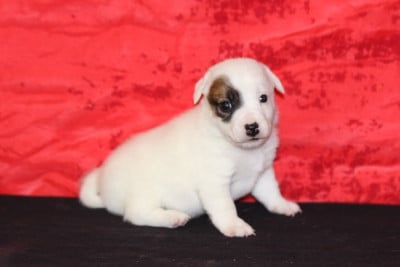 Les chiots de Jack Russell Terrier
