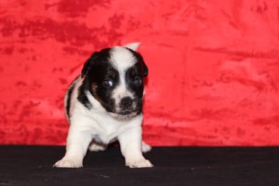 Les chiots de Jack Russell Terrier