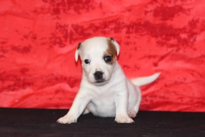 Les chiots de Jack Russell Terrier