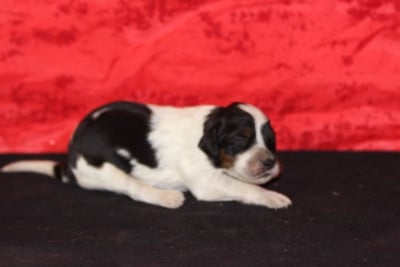 Les chiots de Setter Anglais