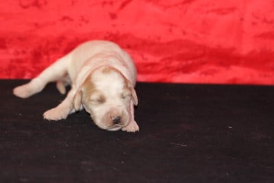 Les chiots de Setter Anglais