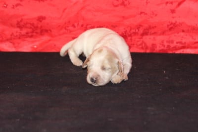 Les chiots de Setter Anglais