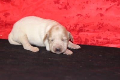 Les chiots de Setter Anglais