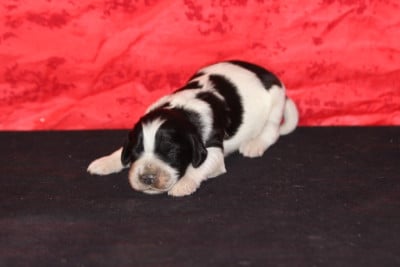 Les chiots de Setter Anglais