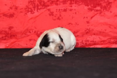 Les chiots de Setter Anglais