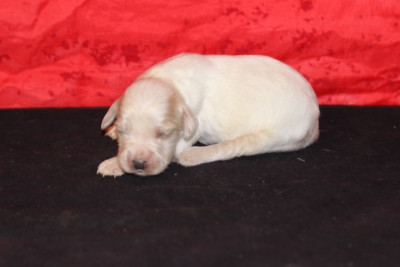 Les chiots de Setter Anglais