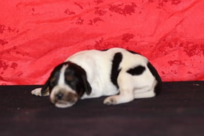 Les chiots de Setter Anglais