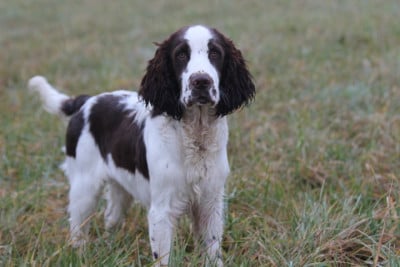 Les chiots de English Springer Spaniel