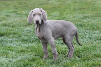 Les chiots de Braque de Weimar