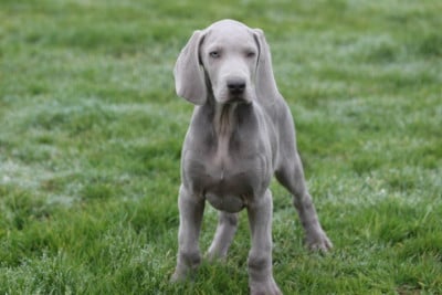 Les chiots de Braque de Weimar