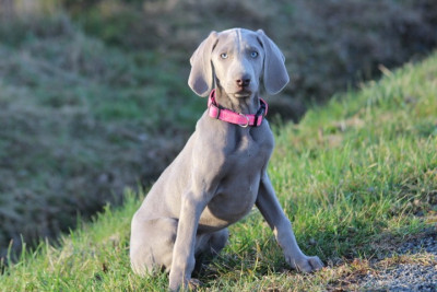 Les chiots de Braque de Weimar