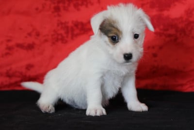 Les chiots de Jack Russell Terrier