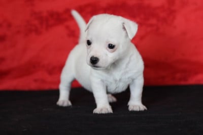 Les chiots de Jack Russell Terrier