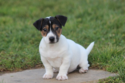 Les chiots de Jack Russell Terrier