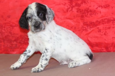 Les chiots de Setter Anglais