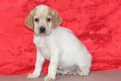 Les chiots de Setter Anglais