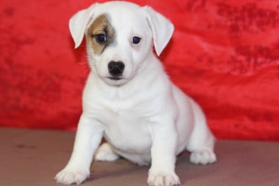Les chiots de Jack Russell Terrier