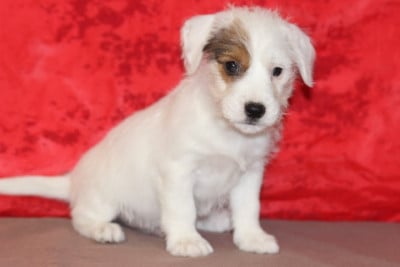 Les chiots de Jack Russell Terrier