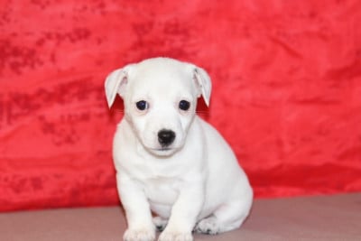 Les chiots de Jack Russell Terrier