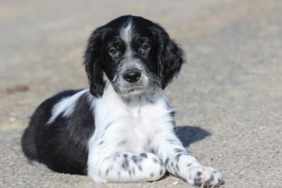 Les chiots de Setter Anglais