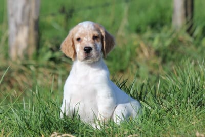 Les chiots de Setter Anglais