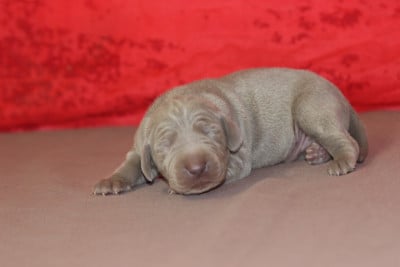 Les chiots de Braque de Weimar