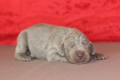 Les chiots de Braque de Weimar