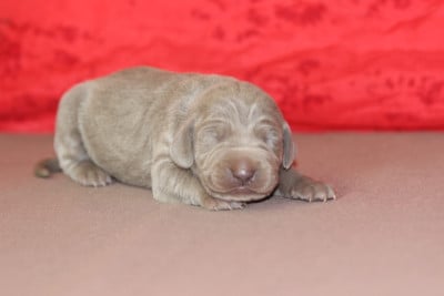 Les chiots de Braque de Weimar