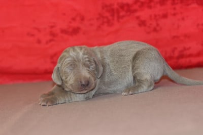 Les chiots de Braque de Weimar