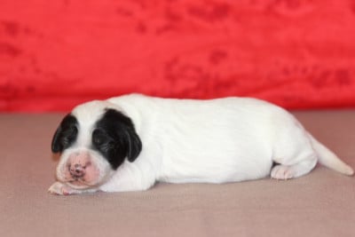 Les chiots de Setter Anglais