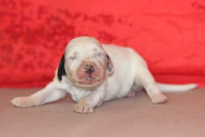 Les chiots de Setter Anglais