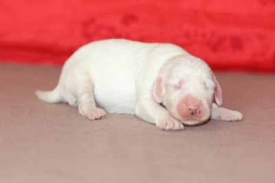 Les chiots de Setter Anglais