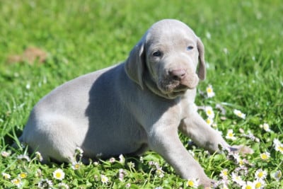 Les chiots de Braque de Weimar
