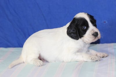 Les chiots de Setter Anglais
