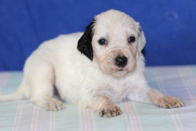 Les chiots de Setter Anglais