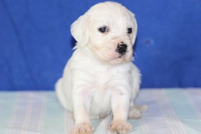 Les chiots de Setter Anglais