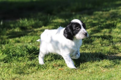 Les chiots de Setter Anglais