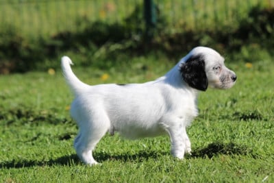 Les chiots de Setter Anglais