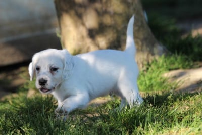 Les chiots de Setter Anglais