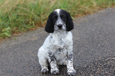 Les chiots de Setter Anglais