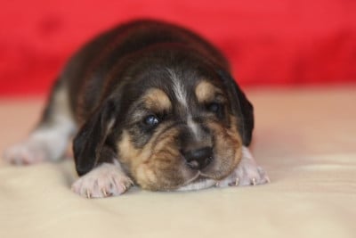 Les chiots de Beagle