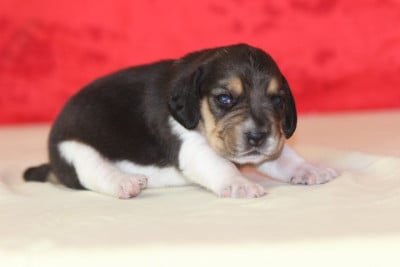 Les chiots de Beagle