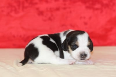 Les chiots de Beagle