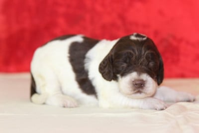 Les chiots de English Springer Spaniel
