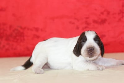 Les chiots de English Springer Spaniel