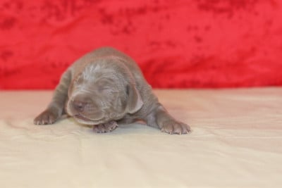Les chiots de Braque de Weimar
