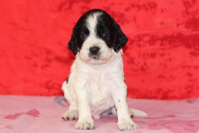 Les chiots de English Springer Spaniel