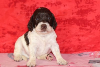 Les chiots de English Springer Spaniel
