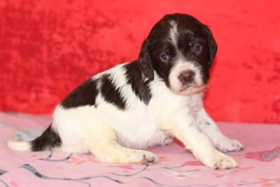 Les chiots de English Springer Spaniel
