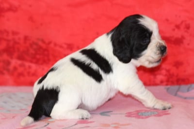 Les chiots de English Springer Spaniel